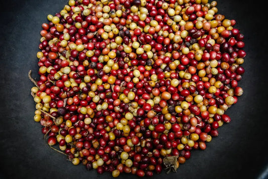 Organic Coffee and Your Health: What You Need to Know