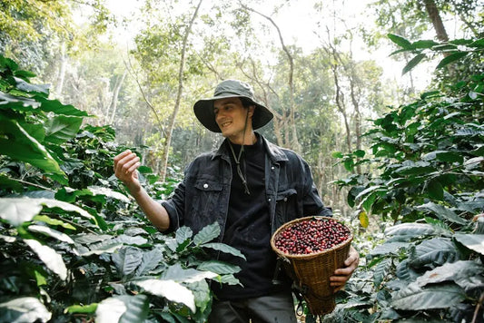 How Is Organic Coffee Certified and What Should I Look For?